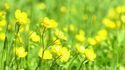 Yellow wildflowers Stock Footage 50140298
