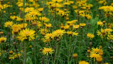 Yellow wildflowers Stock Footage 116021716