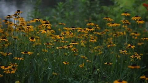 Yellow Wildflowers Stock Footage 136393222