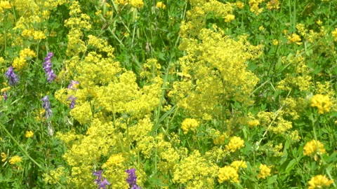 Yellow wildflowers Video stock 152517939
