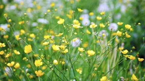 Yellow wildflowers Stock Footage 155593782
