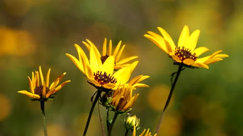 Yellow Wildflowers 動画素材 212766984