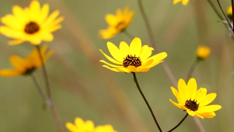Yellow Wildflowers 動画素材 217542494