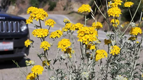 Yellow wildflowers foreground in front of a black vehicle Stock Footage 196207429