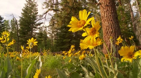 Yellow Wildflowers In The Forest 스톡 동영상 8564602