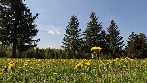 Yellow wildflowers gently moving in the breeze with tall pine trees in the 動画素材 339070868