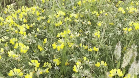 Yellow wildflowers meadow background, spring nature field 4K Stock-Footage 332659276