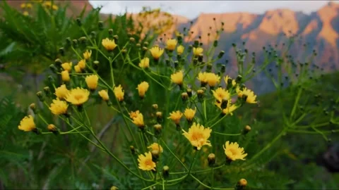 Yellow wildflowers with mountain backdrop. Video stock 306652265