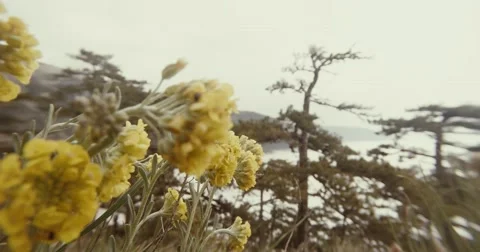 Yellow wildflowers in the mountains, pine trees and fog behind Stock Footage 53564024