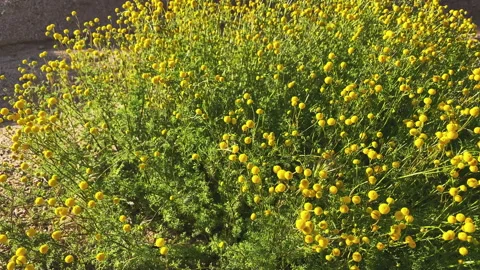 Yellow wildflowers moved by the wind in spring Stock Footage 213538905