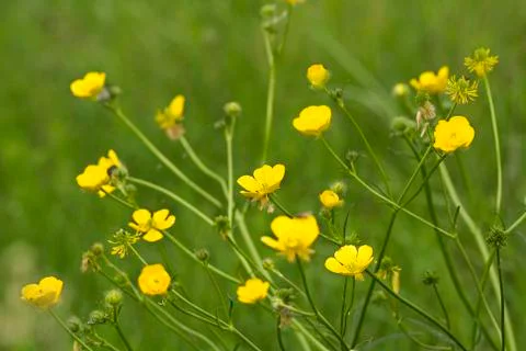 Yellow wildflowers Stock Photos
