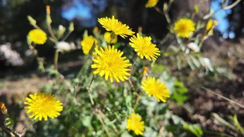 Yellow Wildflowers In Rustic Meadow Stockbeeldmateriaal 322798895