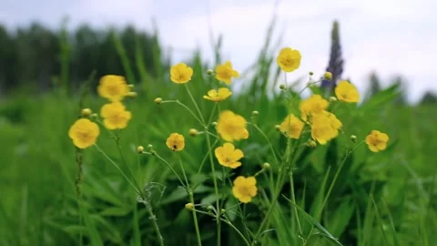 Yellow wildflowers sway in the wind in cloudy weather on a meadow in the Stock Footage 156453558