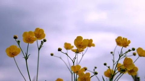 Yellow wildflowers sway in the wind in cloudy weather on a meadow in the Stock Footage 156453653