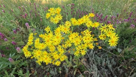 Yellow wildflowers sway in the wind. Stock Footage 303413003
