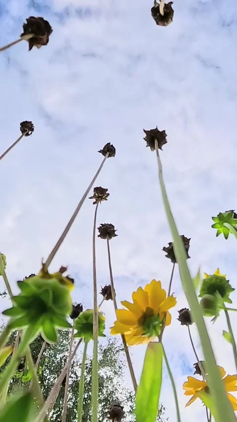 Yellow wildflowers swaying under cloudy summer sky Stock Footage 316980357