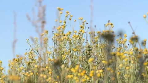 Yellow wildflowers swaying in the wind Stock Footage 220862016