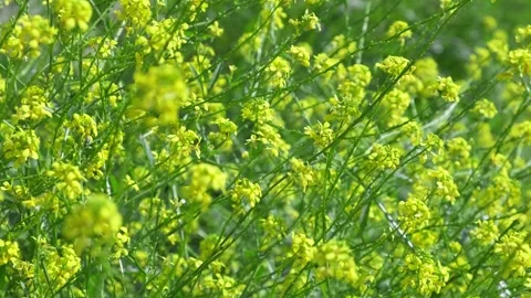 Yellow wildflowers in the wind, close-up Stock Footage 336382295