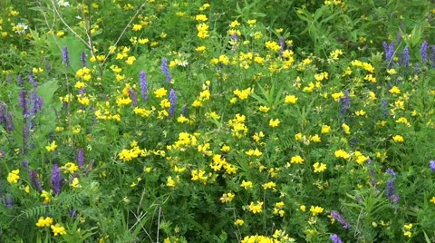 Yellow WildFlowers in The Wind Stock Footage 51665615