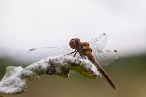 Yellow-winged darter Stock Photos