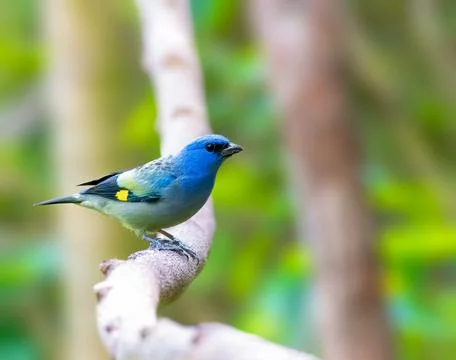 Yellow Winged Tanager perched on a tree Stock Photos