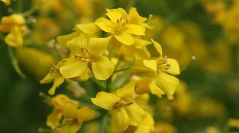 Yellow winter cress Vídeos de archivo 5745995