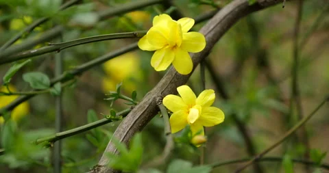 Yellow Winter Jasmine Flowers Blooming on Thin Green Branches in Springtime Stockbeeldmateriaal 342022553