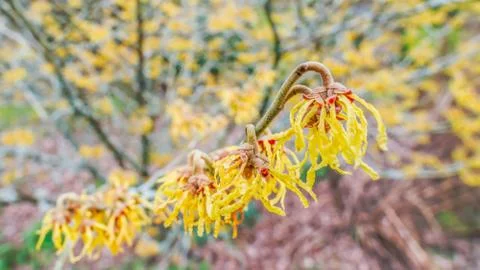 Yellow witch hazel flowers Stock Photos