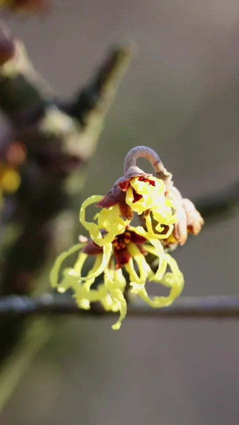 Yellow witch hazel (Hamamelis) in full bloom  Early winter bloomer in detail Stock Footage 330130106