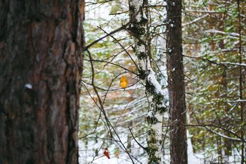 Yellow withered birch leaf on a branch in a winter forest Stock-Fotos