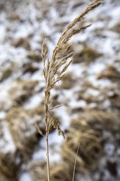 Yellow withered grass covered with snow in an early spring morning Stock Photos