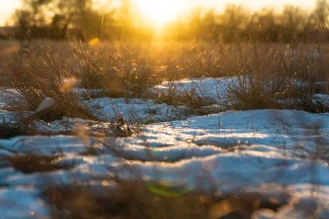 Yellow withered grass in the setting sun under the first snow Foto stock