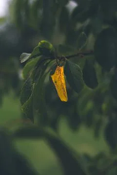 A yellow, withered leaf on a tree among healthy green leaves Stock Photos
