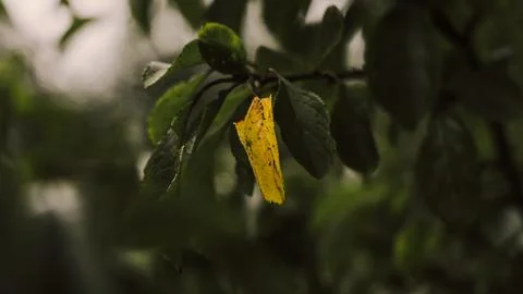 A yellow, withered leaf on a tree among healthy green leaves Stock Photos