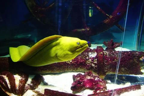 Yellow Wolf Eel with gaping jaws Stock Photos