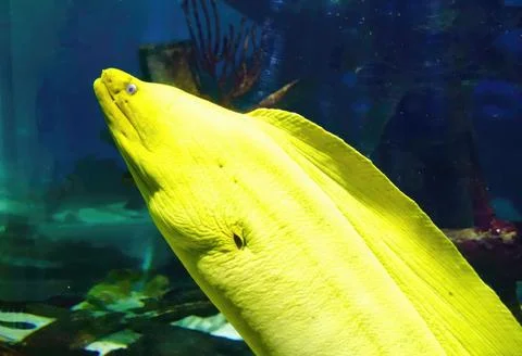 Yellow Wolf Eel with gaping jaws Stock Photos