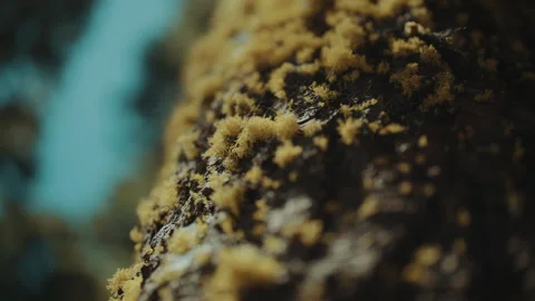 Yellow wolf lichen on tree bark macro in California forest Stock-Footage 348047589