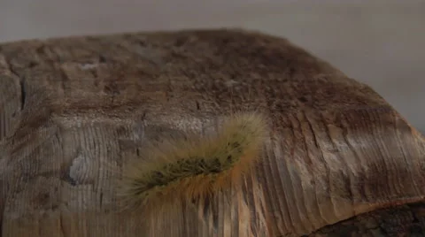 Yellow Wooly Worm Stock Footage 49411212