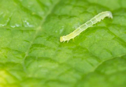 Yellow worm on green leaf Stock Photos
