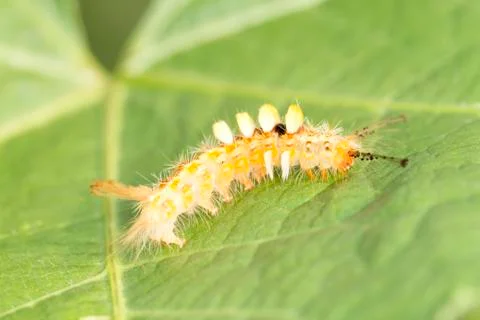 Yellow worm on green leaf Stock Photos