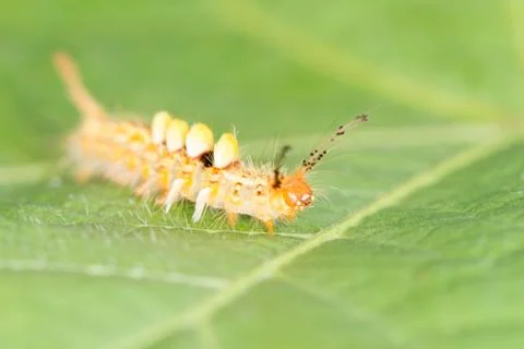 Yellow worm on green leaf Stock Photos
