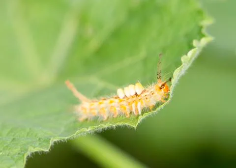 Yellow worm on green leaf Stock Photos
