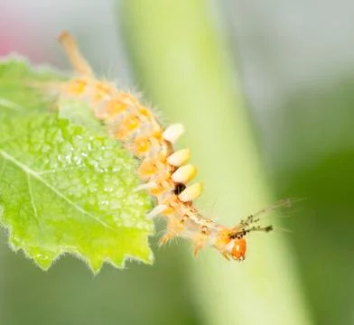 Yellow worm on green leaf Stock Photos
