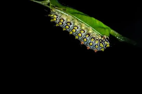 Yellow worm on leaf Stock Photos