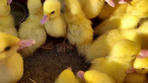 Yellow young ducklings Stock Footage 203792189
