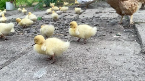 Yellow young ducklings Stock Footage 245859040