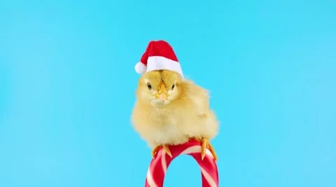 Yellow young rooster in Santa hat on the traditional candy cane Video stock 68833121