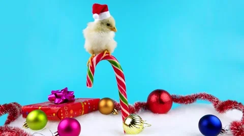 Yellow young rooster sitting on the candy cane with Christmas decoration Stock Footage 68704325