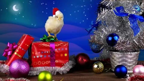 Yellow young rooster standing on the gift box in Christmas decoration Stock Footage 69167111