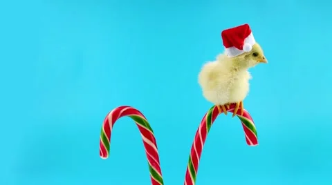 Yellow young rooster, a sweet assistant of Santa Claus, sitting on candy cane Stock Footage 68833393